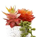 14.webp