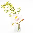 62.webp
