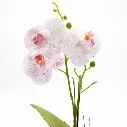 75.webp