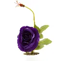 81.webp