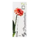 81.webp